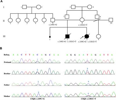 A Family Segregating Lethal Primary Coenzyme Q10 Deficiency Due to Two Novel COQ6 Variants